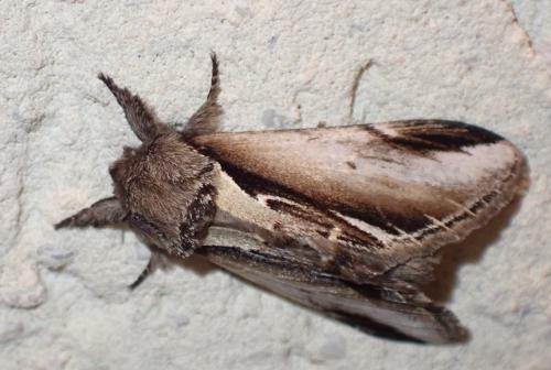 Pheosia gnoma